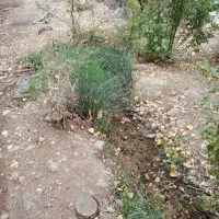زمین-مسکونی-سپیدان-هماشهر-همایجان