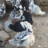 بوقلمون فیروزآباد|حیوانات مزرعه|فیروزآباد (فارس), |دیوار