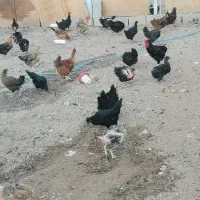 مرغ محلی تخمگذار|حیوانات مزرعه|شیراز, کوشک بیدک|دیوار