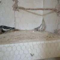 عروس هلندی مولد|پرنده|کرمان, |دیوار