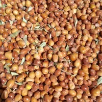 فروش سنجد|عمده‌فروشی|فسا, |دیوار