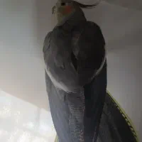 عروس هلندی ماده