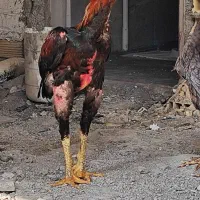 مرغ خروس لاری اصیل نصل دار میزان|حیوانات مزرعه|رشت, حومه رشت|دیوار