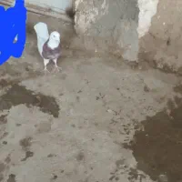 طوقی عقیطه|پرنده|همدان, |دیوار