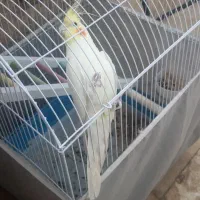 عروس هلندی بالغ