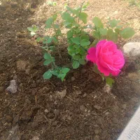 سمپاشی تخصصی