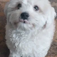 واگذاری سگ تریل