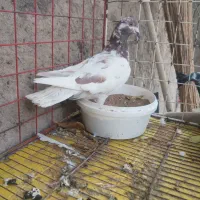 کبوتر بهبهانی وشهری|پرنده|شیراز, تندگویان|دیوار