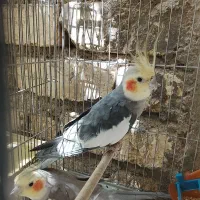 یه جفت عروس هلندی نر وماده مناسب اردک جوجه مرغ