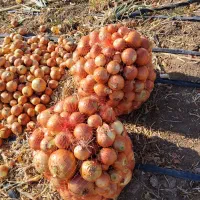 برداشت پیاز