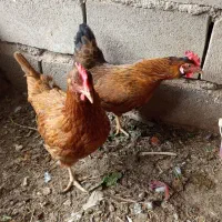 مرغ تخمگذار،جوان