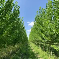 نهال شال رشد تضمینی در خاک ایران