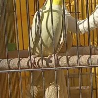 عروس هلندی سخنگو