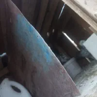 کفتر های پرشی ساعتی|پرنده|بافق, |دیوار