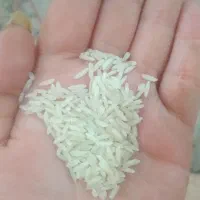 برنج طارم معطر گیلان