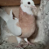 طوقی ماده|پرنده|ملکان, |دیوار