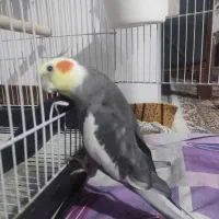 گمشده.