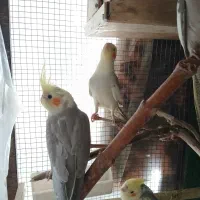 چهارتا عروس هلندی|پرنده|رودهن, |دیوار