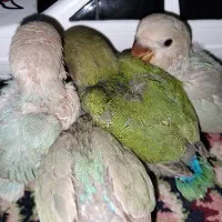 عروس هلندی،کوتوله برزیلی،مرغ عشق|پرنده|رفسنجان, |دیوار