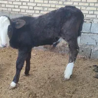 گوساله نر سمینتال یکی شیرخوار یکی دامداری