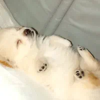 سگ فنجانی|سگ|کرمانشاه, |دیوار