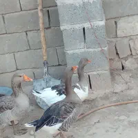 غاز|حیوانات مزرعه|اسلام‌‌آباد غرب, |دیوار
