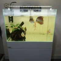 آکواریوم ریملس با ماهی و همه چی فول