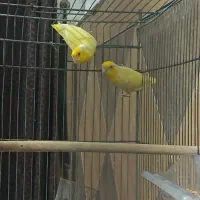 پروتلیت یابندانگشتی کتوله