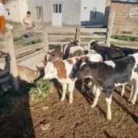 فروش ۶ راس گوساله شیرخوار نر|حیوانات مزرعه|گمیشان, |دیوار