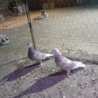 کبوتر|پرنده|تربت‌حیدریه, پائین ولایت|دیوار