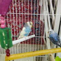 یک جفت مرغ عشق