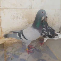کبوتر ستا