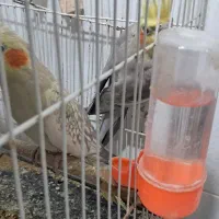 عروس هلندی معاوظه با قناری یا گرینچیک