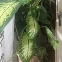 گلهای خوب|گل و گیاه طبیعی|مراغه, |دیوار