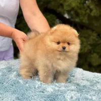 پامرانین طلایی ۶۰ روزه