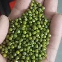 ماش بذری ،نی درشت و بلند