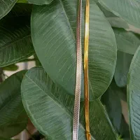 گردنبند و دستبند عین طلا|بدلیجات|پرند, فاز ۲|دیوار