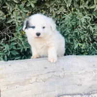 سگ خارجی خوشگل پاکوتاه