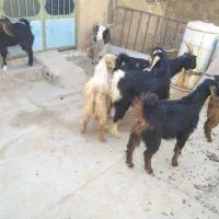 فروش حیوان|حیوانات مزرعه|بوشکان, |دیوار