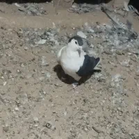 جفت رنگی فروشی|پرنده|سلامی, |دیوار