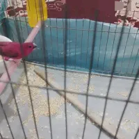 فنچ نر