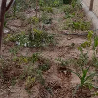 خانه باغ 530متری انتهای کوچه باسکول|فروش خانه و ویلا|کاشان, دشت لتحر|دیوار