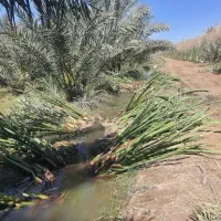 باغبانی بهار|خدمات باغبانی و درختکاری|آبادان, |دیوار