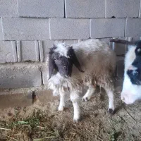 فروش بره ماده چاق خوب