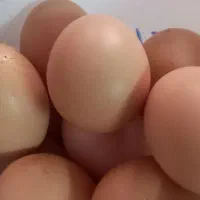 تخم مرغ محلی