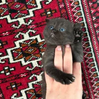 پیشی پیشی های ناز|گربه|گرگان, |دیوار