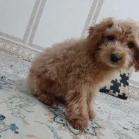 سگ پودل|سگ|مشهد, چهارچشمه|دیوار