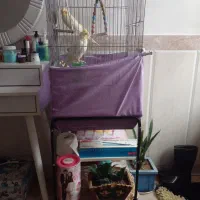 عروس هلندی نروماده ۱ساله لوتینو باقفس ولوازم