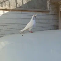 شیخی نر|پرنده|اهواز, بیست متری شهرداری|دیوار