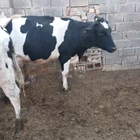 نخری تازه زا|حیوانات مزرعه|فلاورجان, |دیوار